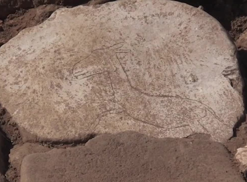 Bulunan yaban eşeği çizimi